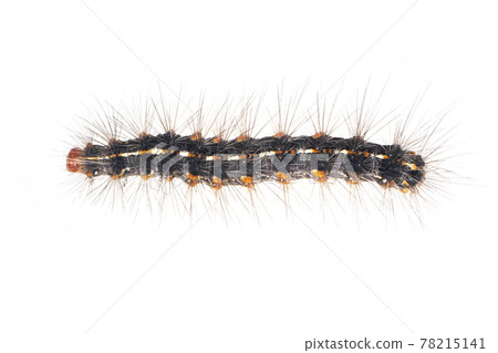 Image of hairy caterpillar isolated on white background. Insect. Worm. Animal. Image of hairy caterpillar isolated on white background. Insect. Worm. Animal. 78215141