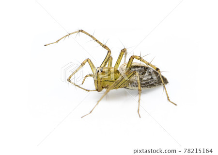 Image of lynx spider (hamadruas sp.) on white background. Insect. Animal Image of lynx spider (hamadruas sp.) on white background. Insect. Animal 78215164