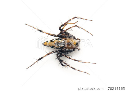 Image of brown lynx spiders on white background. From top view. Insect. Animal 78215165