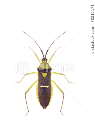 Image of green legume pod bug(Hemiptera) on white background. From top view. Insect. Animal Image of green legume pod bug(Hemiptera) on white background. From top view. Insect. Animal 78215171