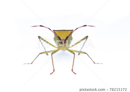 Image of green legume pod bug(Hemiptera) on white background. Insect. Animal Image of green legume pod bug(Hemiptera) on white background. Insect. Animal 78215172