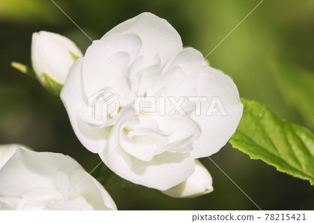 Jasmine flower 78215421