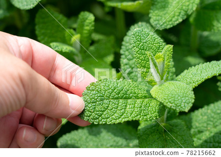 Apple mint herbs in the sun Men's hands (May) Home garden Apple mint herbs in the sun Men's hands (May) Home garden 78215662