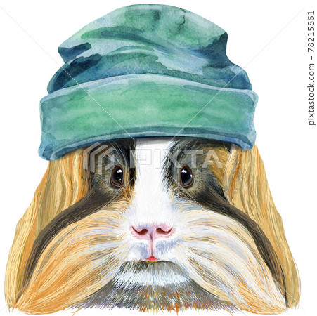 Watercolor portrait of Sheltie Guinea Pig in bindie hat on white background Watercolor portrait of Sheltie Guinea Pig in bindie hat on white background 78215861