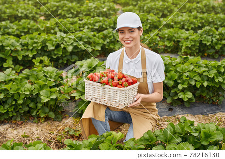 Woman squatting at greenhouse with basket of strawberry 78216130