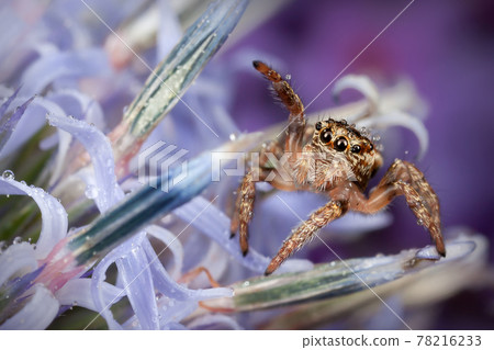 Sea holly 78216233