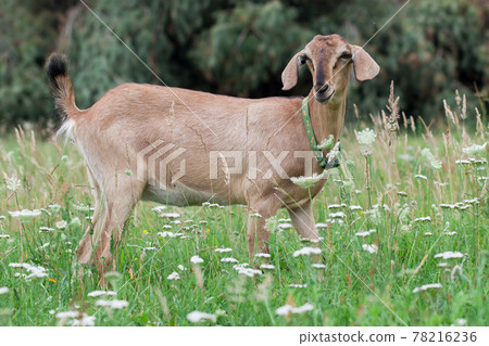 Anglo-Nubian goat in the meadow Anglo-Nubian goat in the meadow 78216236