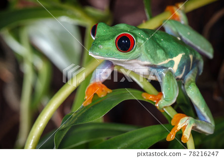 Red eyed tree frog Red eyed tree frog 78216247