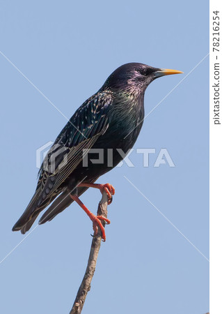 Common starling 78216254