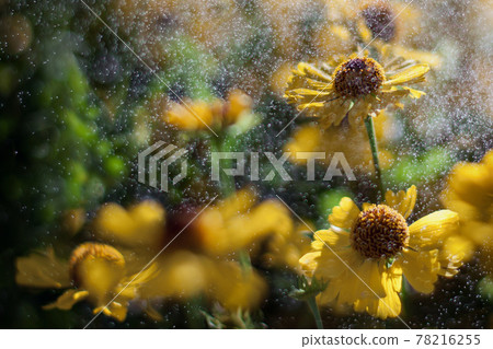 Yellow Echinacea wit many water drops in the air 78216255