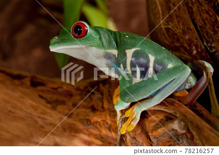 Beutiful red-eyed frog female Beutiful red-eyed frog female 78216257