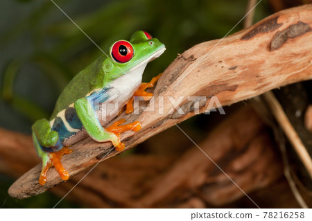 Red eyed tree frog crouching on a branch Red eyed tree frog crouching on a branch 78216258