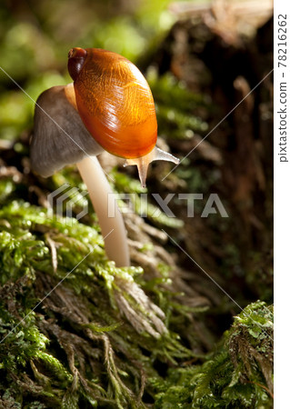 Mushroom and snail 78216262