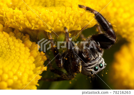 Jumping spider sprinkled with pollen Jumping spider sprinkled with pollen 78216263