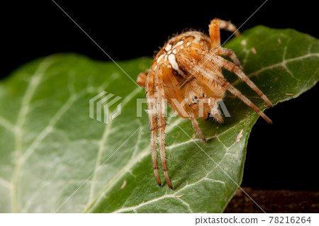 Pumpkin spider on the green leaf 78216264