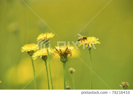Bee on a wild flower, Patagonia 78216410