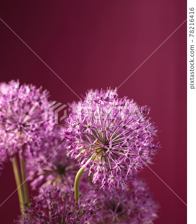 Beautiful allium flower against a purple background. Allium or Giant onion decorative plant on a floral theme banner. Beautiful allium flower against a purple background. Allium or Giant onion decorative plant on a floral theme banner. 78216416