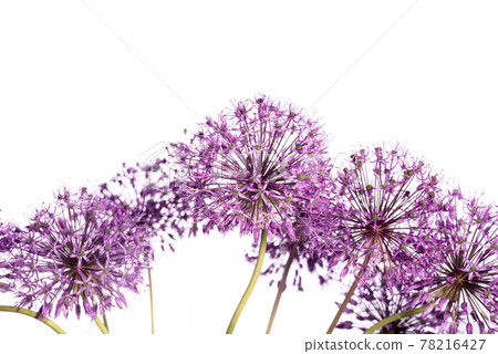 Beautiful allium flower against a white background. Allium or Giant onion decorative plant on a floral theme banner. Beautiful allium flower against a white background. Allium or Giant onion decorative plant on a floral theme banner. 78216427