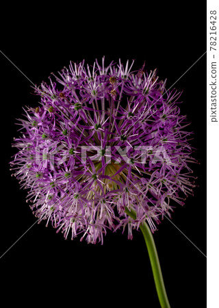 Beautiful allium flower against a purple background. Allium or Giant onion decorative plant on a floral theme banner. 78216428