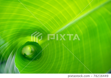 Detail of young green strelizia, bird paradise, leaf unfolding. Detail of young green strelizia, bird paradise, leaf unfolding. 78216449