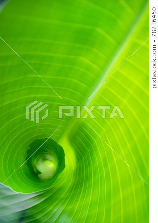 Detail of young green strelizia, bird paradise, leaf unfolding. Detail of young green strelizia, bird paradise, leaf unfolding. 78216450