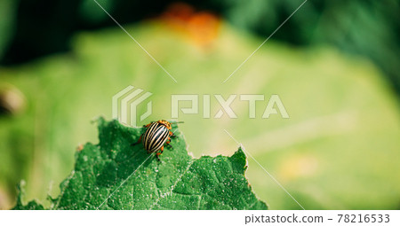 Colorado Striped Beetle - Leptinotarsa Decemlineata. This Beetle Is A Serious Pest Of Potatoes 78216533