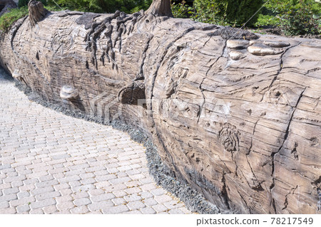 a huge tree trunk lying on the ground 78217549