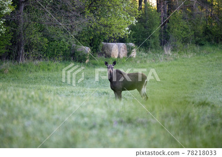 Female moose (Alces alces) in a mid-forest meadow 78218033