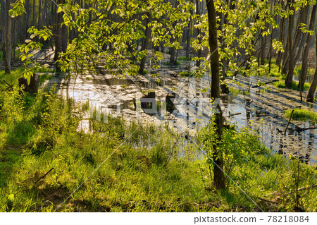 Morning in the forest pool Morning in the forest pool 78218084