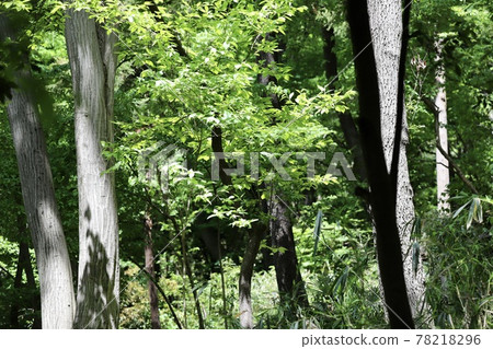 Green shade 78218296