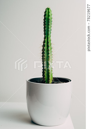Beautiful healthy pole cactus in a white pot in an apartment - decoration 78219677