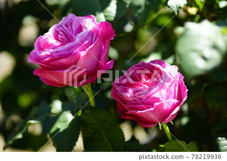 Rose (Yuzen) Rose (Yuzen) 78219936