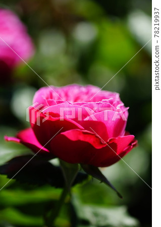 Rose (Yuzen) Rose (Yuzen) 78219937