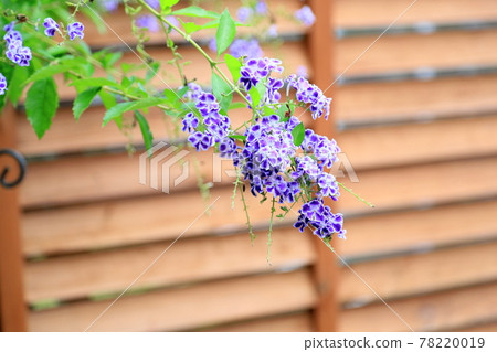 Duranta flower Takarazuka 78220019