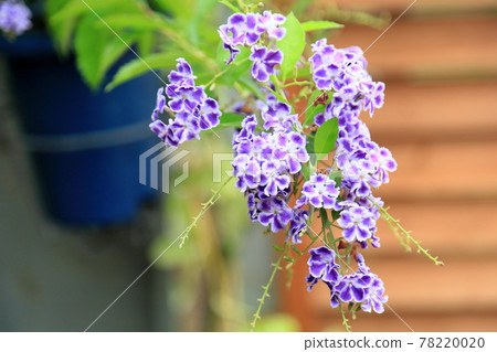 Duranta flower Takarazuka 78220020