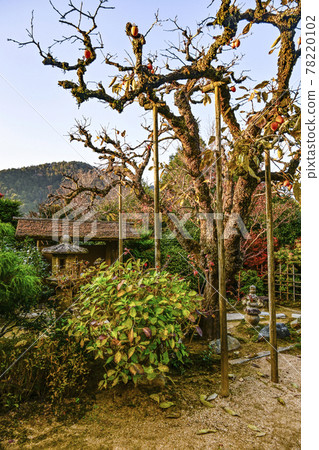 Uoyama Oharaji Temple in autumn colors, Jikkoin Temple, persimmons bathing in the west sun 78220102