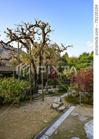Uoyama Oharaji Temple in autumn colors, Jikkoin Temple, persimmons bathing in the west sun Uoyama Oharaji Temple in autumn colors, Jikkoin Temple, persimmons bathing in the west sun 78220104