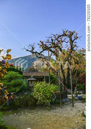 Uoyama Oharaji Temple in autumn colors, Jikkoin Temple, persimmons bathing in the west sun 78220105