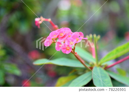Hanaquilin flower 78220301