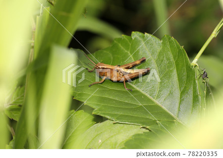 Female Melanoplinae 78220335