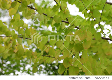 Wig leaves and raindrops 78220434