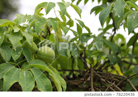 Mube's blue fruit and raindrops Mube's blue fruit and raindrops 78220436