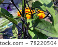Small eggplant fruit 78220504