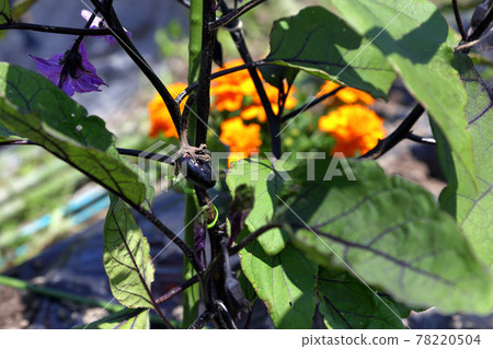 Small eggplant fruit 78220504