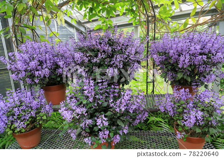 Plectranthus花 78220640