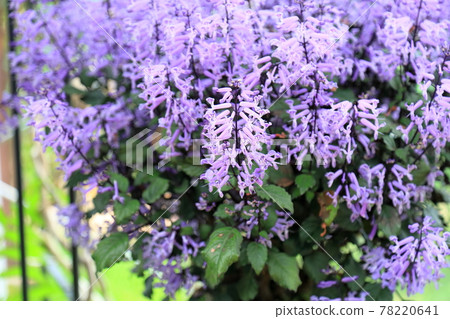 Plectranthus花 78220641