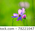 Cosmos in full bloom with transparent sunlight 78221047