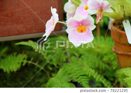 Orchid flower Miltonia Orchid flower Miltonia 78221295