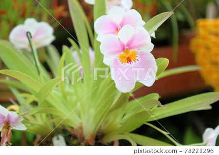 Orchid flower Miltonia Orchid flower Miltonia 78221296