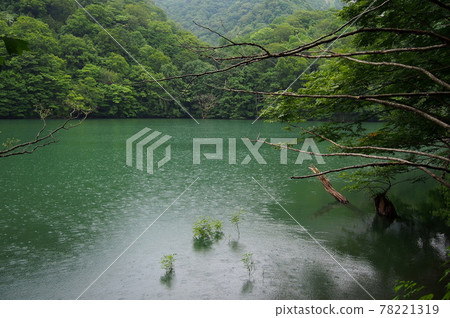 [Twelve Lakes in the Shirakami Mountains] Chicken Head Pond 78221319